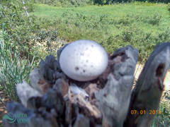 Nyctibius griseus