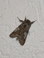 Diloba caeruleocephala