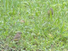 Setophaga palmarum palmarum