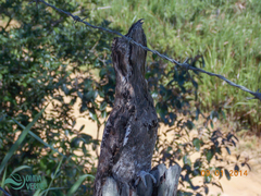 Nyctibius griseus