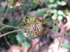 Roldana sessilifolia