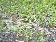 Setophaga palmarum palmarum