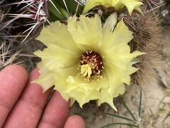 Corynopuntia invicta