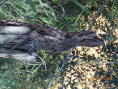 Nyctibius griseus