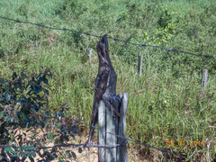 Nyctibius griseus
