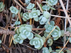 Sedum debile