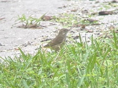 Setophaga palmarum palmarum