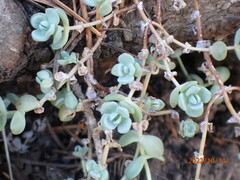 Sedum debile