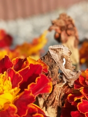 Macdunnoughia confusa