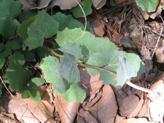 Roldana sessilifolia