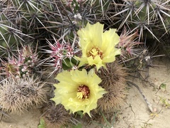 Corynopuntia invicta