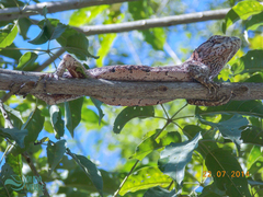 Polychrus acutirostris