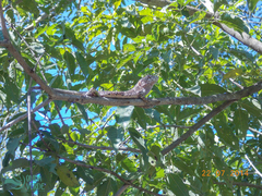 Polychrus acutirostris