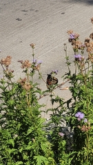 Danaus plexippus