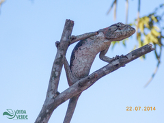 Polychrus acutirostris