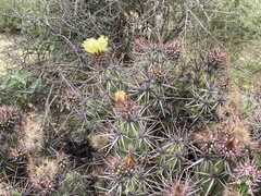 Corynopuntia invicta