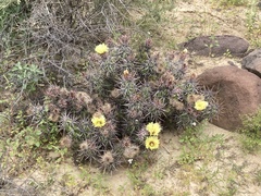 Corynopuntia invicta