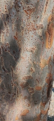 Ulmus parvifolia