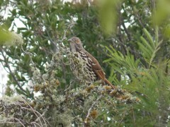 Toxostoma longirostre