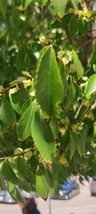 Ulmus parvifolia