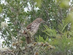 Toxostoma longirostre
