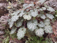 Heuchera glomerulata