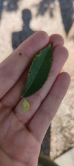 Ulmus parvifolia
