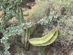 Lophocereus schottii