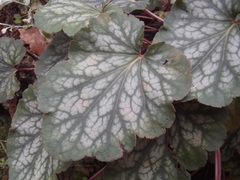 Heuchera glomerulata