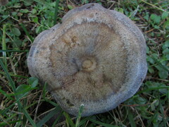 Lactarius chelidonium