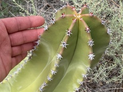 Lophocereus schottii