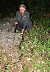 Spilotes pullatus