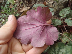Heuchera glomerulata