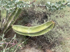 Lophocereus schottii