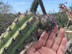 Stenocereus gummosus