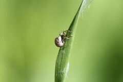 Dipoena melanogaster