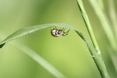 Dipoena melanogaster