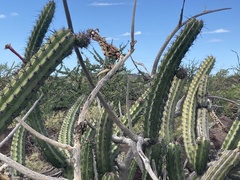 Stenocereus gummosus