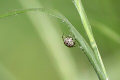 Dipoena melanogaster