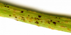 Pucciniaceae