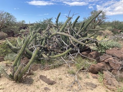 Stenocereus gummosus