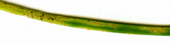Pucciniaceae