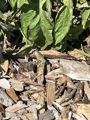 Melanoplus differentialis