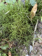 Equisetum scirpoides