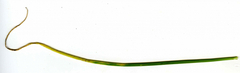 Pucciniaceae