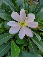 Oenothera cespitosa