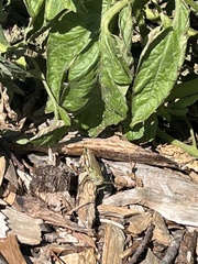 Melanoplus differentialis