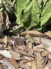 Melanoplus differentialis