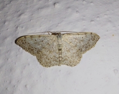 Scopula marginepunctata