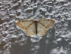 Scopula marginepunctata